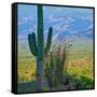 Saguaro Cactus in Saguaro National Park, Arizona,USA-Anna Miller-Framed Stretched Canvas