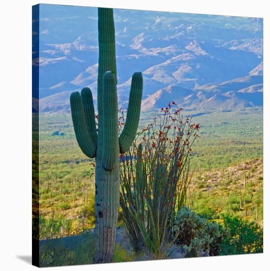Saguaro Cactus in Saguaro National Park, Arizona,USA-Anna Miller-Stretched Canvas