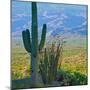 Saguaro Cactus in Saguaro National Park, Arizona,USA-Anna Miller-Mounted Premium Photographic Print