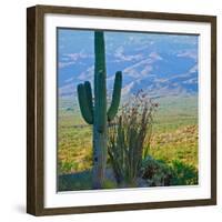 Saguaro Cactus in Saguaro National Park, Arizona,USA-Anna Miller-Framed Photographic Print