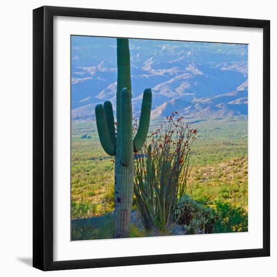 Saguaro Cactus in Saguaro National Park, Arizona,USA-Anna Miller-Framed Photographic Print