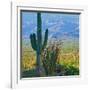 Saguaro Cactus in Saguaro National Park, Arizona,USA-Anna Miller-Framed Photographic Print