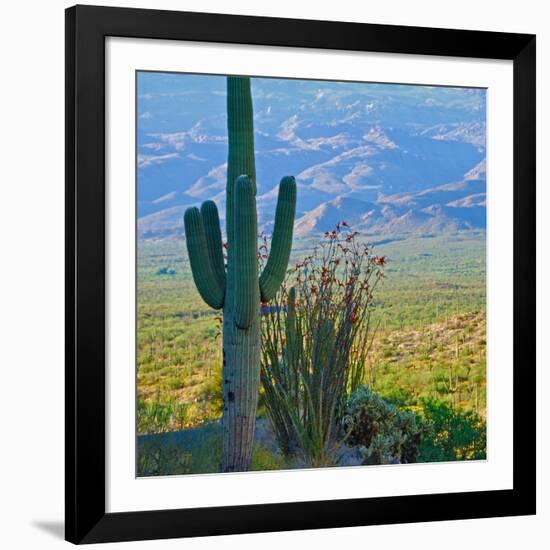 Saguaro Cactus in Saguaro National Park, Arizona,USA-Anna Miller-Framed Photographic Print