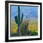 Saguaro Cactus in Saguaro National Park, Arizona,USA-Anna Miller-Framed Photographic Print