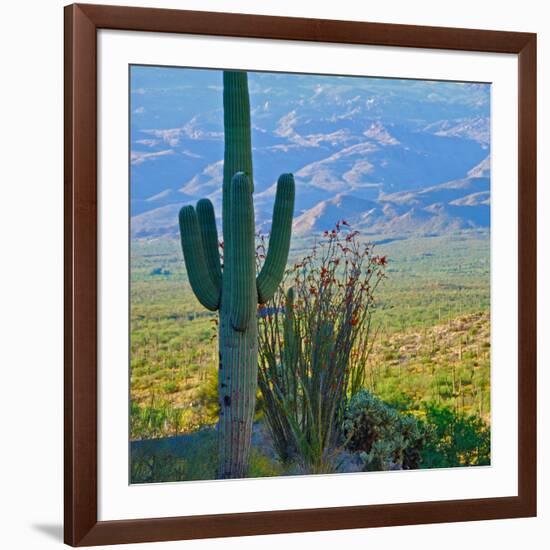 Saguaro Cactus in Saguaro National Park, Arizona,USA-Anna Miller-Framed Photographic Print