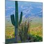 Saguaro Cactus in Saguaro National Park, Arizona,USA-Anna Miller-Mounted Photographic Print