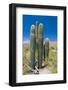 Saguaro cactus in Saguaro National Park, Tucson, Arizona, USA-Anna Miller-Framed Photographic Print