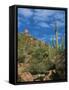 Saguaro Cactus in Sonoran Desert, Saguaro National Park, Arizona, USA-Dee Ann Pederson-Framed Stretched Canvas