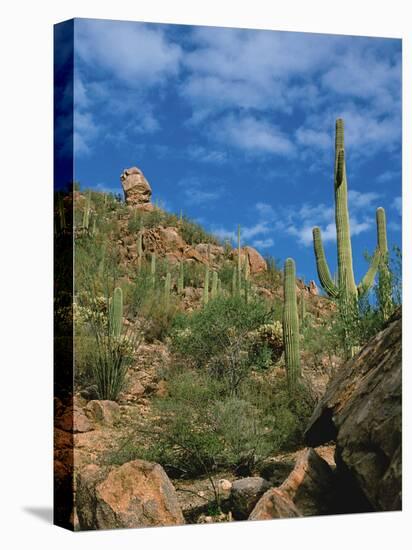 Saguaro Cactus in Sonoran Desert, Saguaro National Park, Arizona, USA-Dee Ann Pederson-Stretched Canvas