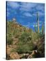 Saguaro Cactus in Sonoran Desert, Saguaro National Park, Arizona, USA-Dee Ann Pederson-Stretched Canvas