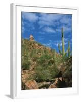 Saguaro Cactus in Sonoran Desert, Saguaro National Park, Arizona, USA-Dee Ann Pederson-Framed Premium Photographic Print