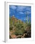 Saguaro Cactus in Sonoran Desert, Saguaro National Park, Arizona, USA-Dee Ann Pederson-Framed Premium Photographic Print