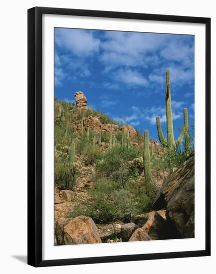 Saguaro Cactus in Sonoran Desert, Saguaro National Park, Arizona, USA-Dee Ann Pederson-Framed Premium Photographic Print