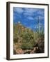 Saguaro Cactus in Sonoran Desert, Saguaro National Park, Arizona, USA-Dee Ann Pederson-Framed Premium Photographic Print