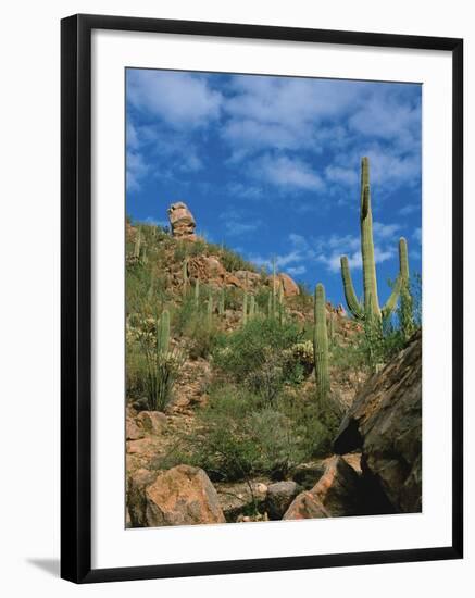 Saguaro Cactus in Sonoran Desert, Saguaro National Park, Arizona, USA-Dee Ann Pederson-Framed Premium Photographic Print