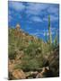 Saguaro Cactus in Sonoran Desert, Saguaro National Park, Arizona, USA-Dee Ann Pederson-Mounted Premium Photographic Print