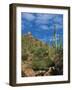 Saguaro Cactus in Sonoran Desert, Saguaro National Park, Arizona, USA-Dee Ann Pederson-Framed Photographic Print