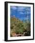 Saguaro Cactus in Sonoran Desert, Saguaro National Park, Arizona, USA-Dee Ann Pederson-Framed Photographic Print