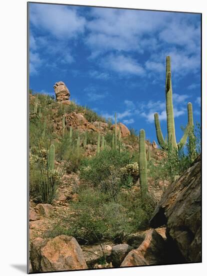 Saguaro Cactus in Sonoran Desert, Saguaro National Park, Arizona, USA-Dee Ann Pederson-Mounted Photographic Print