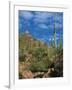 Saguaro Cactus in Sonoran Desert, Saguaro National Park, Arizona, USA-Dee Ann Pederson-Framed Photographic Print