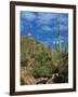 Saguaro Cactus in Sonoran Desert, Saguaro National Park, Arizona, USA-Dee Ann Pederson-Framed Photographic Print