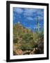 Saguaro Cactus in Sonoran Desert, Saguaro National Park, Arizona, USA-Dee Ann Pederson-Framed Photographic Print