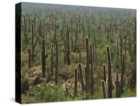 Saguaro Cactus in Sonoran Desert, Saguaro National Park, Arizona, USA-Dee Ann Pederson-Stretched Canvas