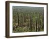 Saguaro Cactus in Sonoran Desert, Saguaro National Park, Arizona, USA-Dee Ann Pederson-Framed Premium Photographic Print