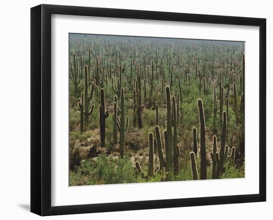 Saguaro Cactus in Sonoran Desert, Saguaro National Park, Arizona, USA-Dee Ann Pederson-Framed Premium Photographic Print