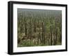 Saguaro Cactus in Sonoran Desert, Saguaro National Park, Arizona, USA-Dee Ann Pederson-Framed Premium Photographic Print