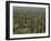 Saguaro Cactus in Sonoran Desert, Saguaro National Park, Arizona, USA-Dee Ann Pederson-Framed Premium Photographic Print