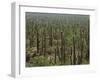 Saguaro Cactus in Sonoran Desert, Saguaro National Park, Arizona, USA-Dee Ann Pederson-Framed Photographic Print