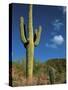 Saguaro Cactus in Sonoran Desert, Saguaro National Park, Arizona, USA-Dee Ann Pederson-Stretched Canvas