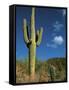 Saguaro Cactus in Sonoran Desert, Saguaro National Park, Arizona, USA-Dee Ann Pederson-Framed Stretched Canvas