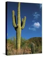 Saguaro Cactus in Sonoran Desert, Saguaro National Park, Arizona, USA-Dee Ann Pederson-Stretched Canvas