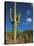 Saguaro Cactus in Sonoran Desert, Saguaro National Park, Arizona, USA-Dee Ann Pederson-Stretched Canvas