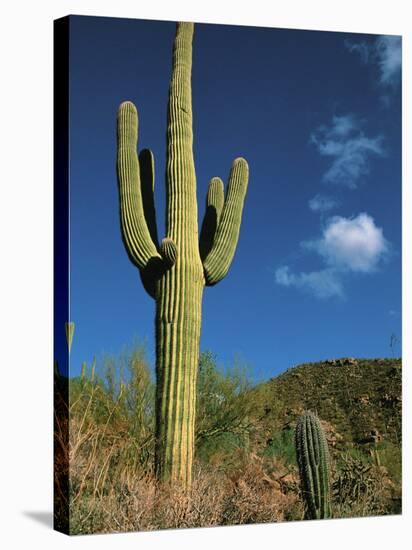 Saguaro Cactus in Sonoran Desert, Saguaro National Park, Arizona, USA-Dee Ann Pederson-Stretched Canvas