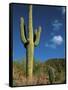 Saguaro Cactus in Sonoran Desert, Saguaro National Park, Arizona, USA-Dee Ann Pederson-Framed Stretched Canvas