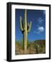 Saguaro Cactus in Sonoran Desert, Saguaro National Park, Arizona, USA-Dee Ann Pederson-Framed Photographic Print