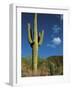 Saguaro Cactus in Sonoran Desert, Saguaro National Park, Arizona, USA-Dee Ann Pederson-Framed Photographic Print