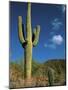 Saguaro Cactus in Sonoran Desert, Saguaro National Park, Arizona, USA-Dee Ann Pederson-Mounted Photographic Print