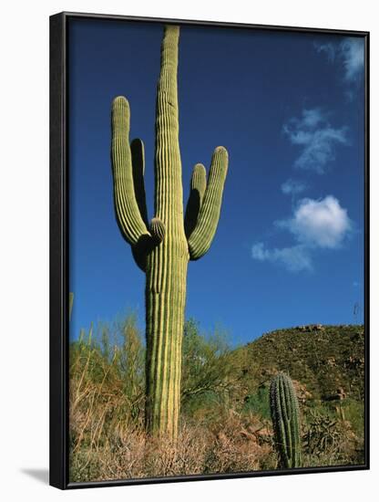 Saguaro Cactus in Sonoran Desert, Saguaro National Park, Arizona, USA-Dee Ann Pederson-Framed Photographic Print