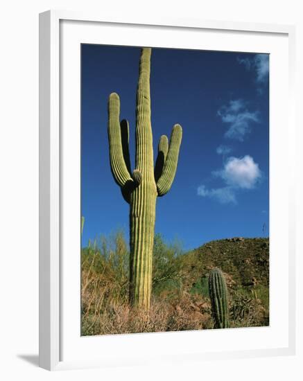 Saguaro Cactus in Sonoran Desert, Saguaro National Park, Arizona, USA-Dee Ann Pederson-Framed Photographic Print