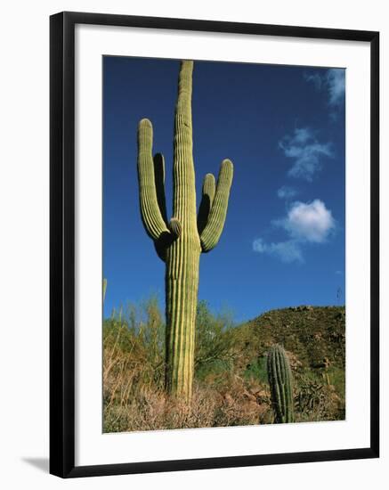 Saguaro Cactus in Sonoran Desert, Saguaro National Park, Arizona, USA-Dee Ann Pederson-Framed Photographic Print