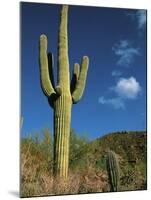 Saguaro Cactus in Sonoran Desert, Saguaro National Park, Arizona, USA-Dee Ann Pederson-Mounted Photographic Print