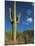 Saguaro Cactus in Sonoran Desert, Saguaro National Park, Arizona, USA-Dee Ann Pederson-Mounted Photographic Print