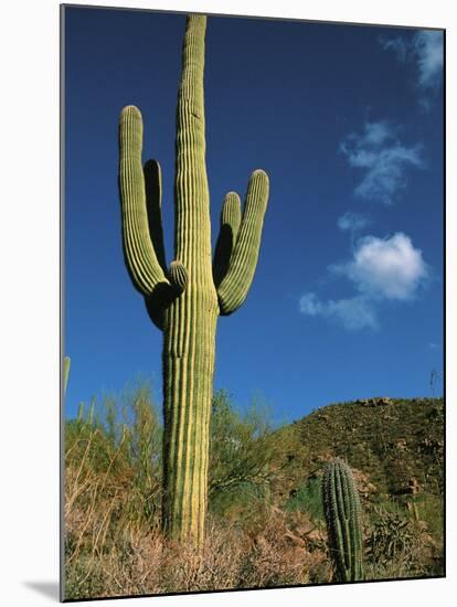 Saguaro Cactus in Sonoran Desert, Saguaro National Park, Arizona, USA-Dee Ann Pederson-Mounted Photographic Print