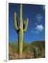 Saguaro Cactus in Sonoran Desert, Saguaro National Park, Arizona, USA-Dee Ann Pederson-Framed Photographic Print