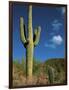 Saguaro Cactus in Sonoran Desert, Saguaro National Park, Arizona, USA-Dee Ann Pederson-Framed Photographic Print