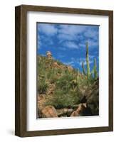 Saguaro Cactus in Sonoran Desert, Saguaro National Park, Arizona, USA-Dee Ann Pederson-Framed Photographic Print